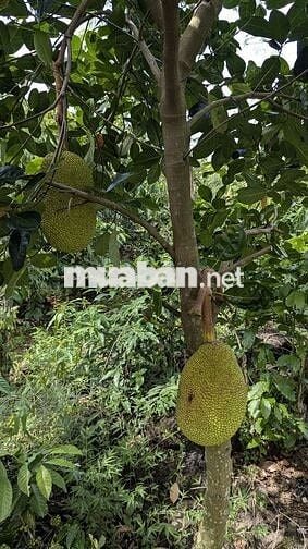 Bán đất vườn 2 mặt tiền 300m² thổ cư, nhà sẵn, vườn cây đang thu hoạch