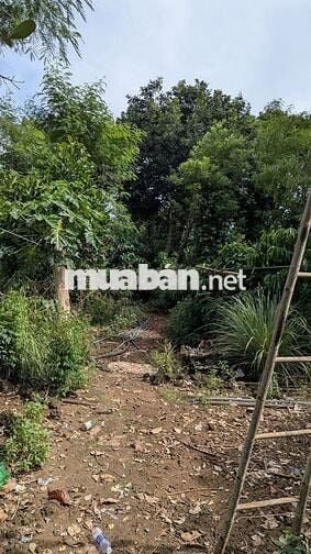 Bán đất vườn 2 mặt tiền 300m² thổ cư, nhà sẵn, vườn cây đang thu hoạch