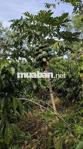 Bán đất vườn 2 mặt tiền 300m² thổ cư, nhà sẵn, vườn cây đang thu hoạch