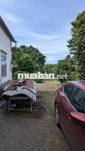 Bán đất vườn 2 mặt tiền 300m² thổ cư, nhà sẵn, vườn cây đang thu hoạch