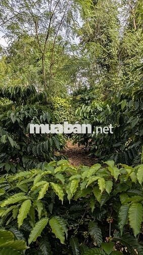 Bán đất vườn 2 mặt tiền 300m² thổ cư, nhà sẵn, vườn cây đang thu hoạch