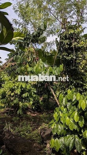 Bán đất vườn 2 mặt tiền 300m² thổ cư, nhà sẵn, vườn cây đang thu hoạch