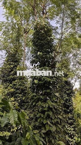 Bán đất vườn 2 mặt tiền 300m² thổ cư, nhà sẵn, vườn cây đang thu hoạch