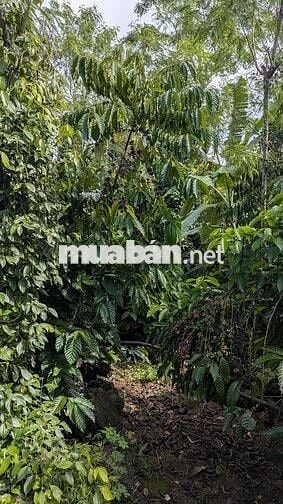 Bán đất vườn 2 mặt tiền 300m² thổ cư, nhà sẵn, vườn cây đang thu hoạch