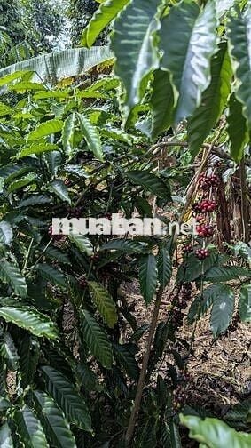 Bán đất vườn 2 mặt tiền 300m² thổ cư, nhà sẵn, vườn cây đang thu hoạch