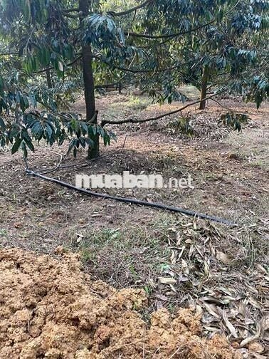 Bán Đất tại DT721, Đạ Kho, Đạ Tẻh, Lâm Đồng, 2.5 tỷ, 3.3ha