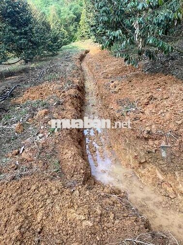 Bán Đất tại DT721, Đạ Kho, Đạ Tẻh, Lâm Đồng, 2.5 tỷ, 3.3ha