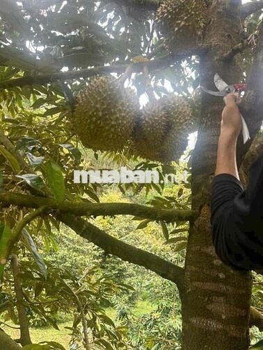 Bán Đất tại DT721, Đạ Kho, Đạ Tẻh, Lâm Đồng, 2.5 tỷ, 3.3ha