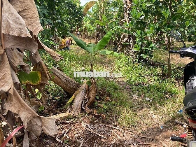 Bán đất tân phú đồng nai 2300m2 có 300 thổ cư