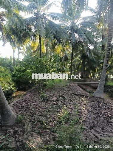 VƯỜN DỪA ĐANG CHO TRÁI–CHÍNH CHỦ CẦN BÁN tại (Ấp 3, Xã Phước Long)