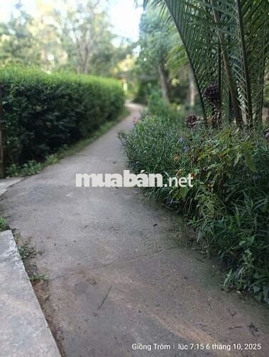 VƯỜN DỪA ĐANG CHO TRÁI–CHÍNH CHỦ CẦN BÁN tại (Ấp 3, Xã Phước Long)