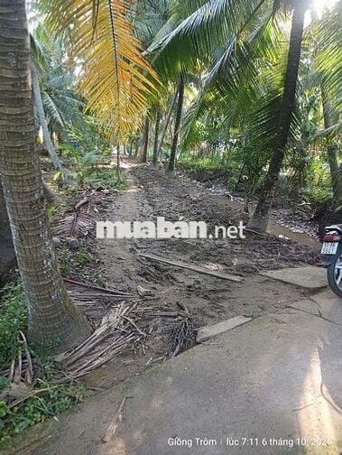 VƯỜN DỪA ĐANG CHO TRÁI–CHÍNH CHỦ CẦN BÁN tại (Ấp 3, Xã Phước Long)