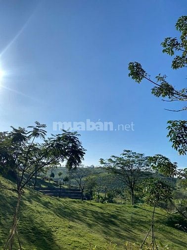 Chủ bể nợ bán gấp 125m² đất khu du lịch view hồ đồi thông cực xịn