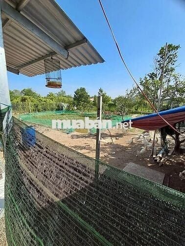 Nhà siêu phẩm mới xây ở Bến Lức ngay sát Vành đai 4