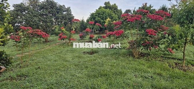 nhà biệt thự vườn 6.000m2 rất đẹp ven đà lạt