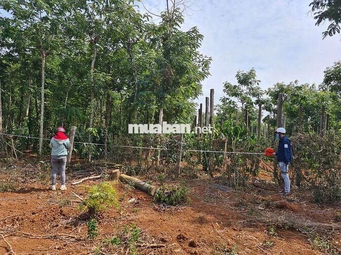 Đất sổ đỏ 400m2 (thổ cư 60m2), là vườn tiêu cũ, Krong Anna