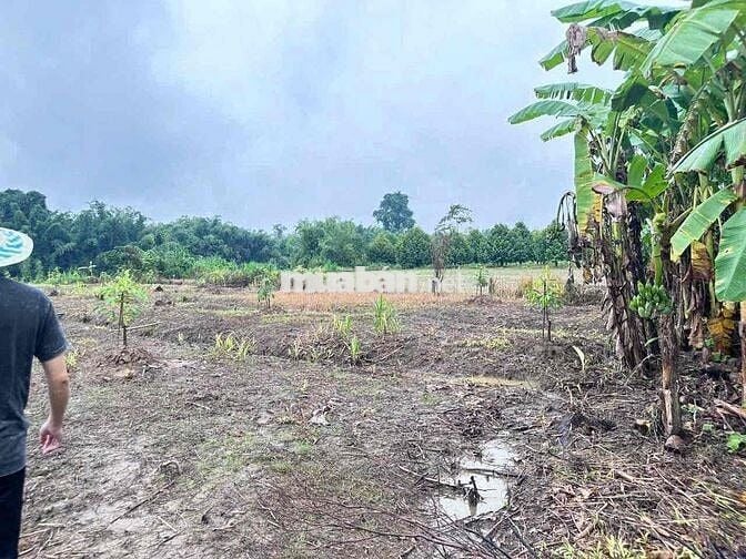 bán đất đang có sẵn cây sầu riêng