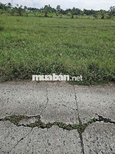 Cắt bán đất chính chủ trả nợ.Tiền Giang ,Gò Công Tây