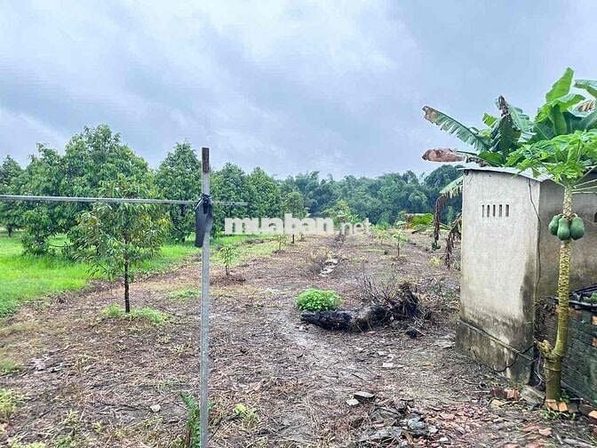 bán đất đang có sẵn cây sầu riêng