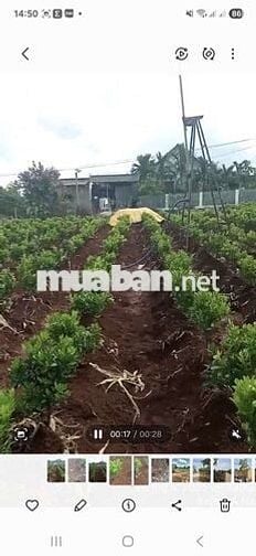 Đất sổ đỏ 400m2 (thổ cư 60m2), là vườn tiêu cũ, Krong Anna