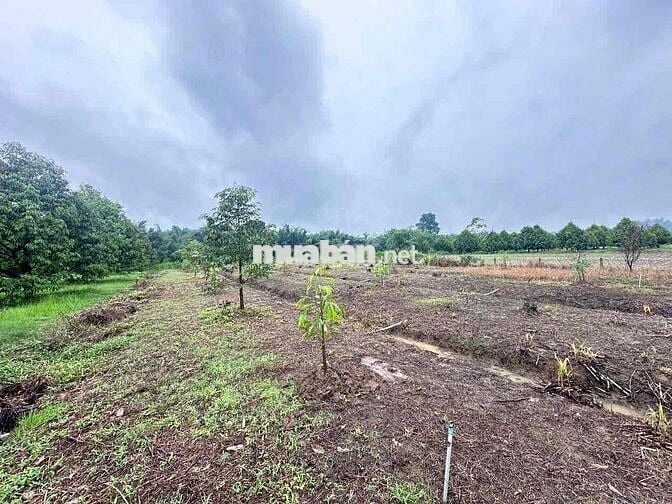 bán đất đang có sẵn cây sầu riêng