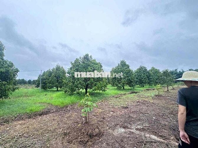 bán đất đang có sẵn cây sầu riêng