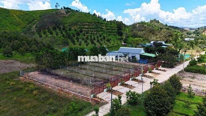 Đất thổ cư Lâm Đồng gần Sài Gòn giaa 3,95t