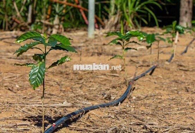 CẦN BÁN 8 SÀO ĐẤT NÔNG NGHIỆP  CÓ NHÀ THỔ CƯ  HỆ THỐNG SUỐI & HỒ RIÊNG