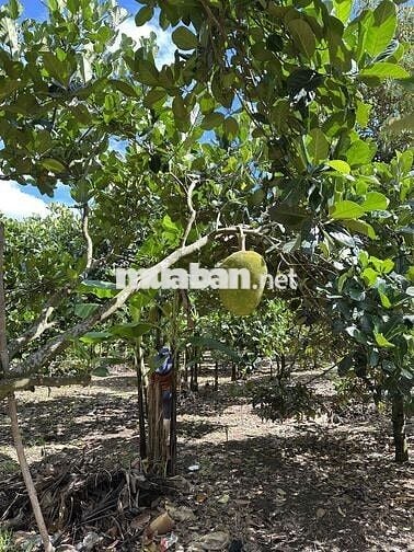 BÁN ĐẤT PHƯỜNG BÌNH LỘC MẶT TIỀN ĐƯỜNG OTO VÀO TẬN ĐẤT