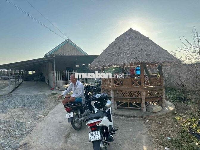 BÁN ĐẤT VƯỜN CÓ SẴN TRANG TRẠI HTX CHĂN NUÔI TRÂU BÒ GẦN CỬA KHẨU BG