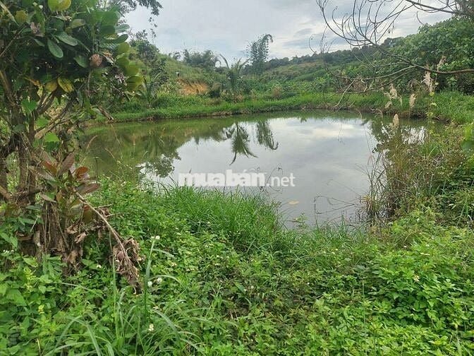 1ha2 đất có 12m mặt đường lê thánh tông phường bắc gia nghĩa giá 4t2