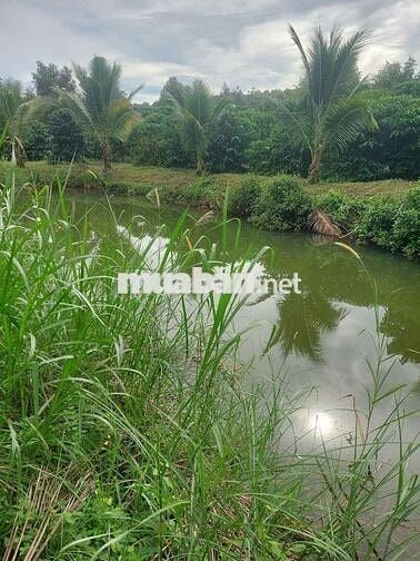 1ha2 đất có 12m mặt đường lê thánh tông phường bắc gia nghĩa giá 4t2