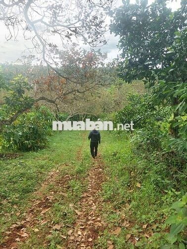 1ha2 đất có 12m mặt đường lê thánh tông phường bắc gia nghĩa giá 4t2