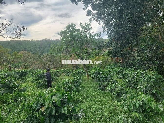 1ha2 đất có 12m mặt đường lê thánh tông phường bắc gia nghĩa giá 4t2