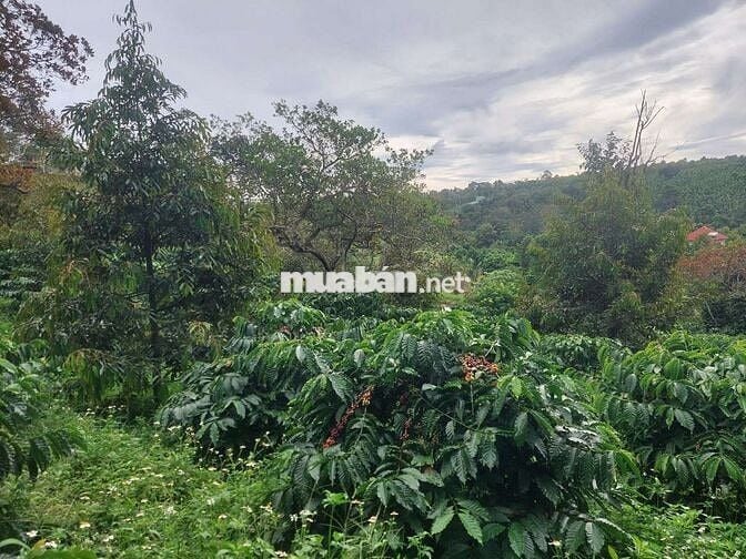 1ha2 đất có 12m mặt đường lê thánh tông phường bắc gia nghĩa giá 4t2