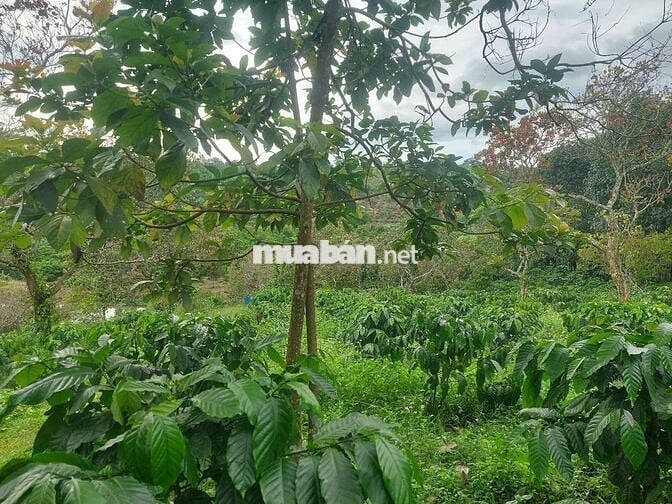 1ha2 đất có 12m mặt đường lê thánh tông phường bắc gia nghĩa giá 4t2