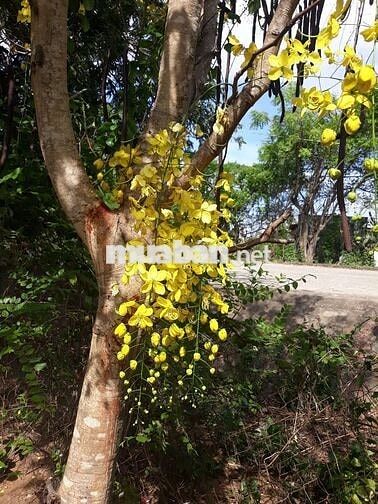 Đất sổ đỏ 4321m2 thôn Liên Sơn 2, xã Phước Vinh (Khánh Hòa)