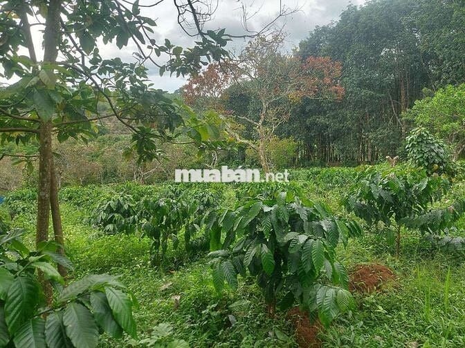 1ha2 đất có 12m mặt đường lê thánh tông phường bắc gia nghĩa giá 4t2