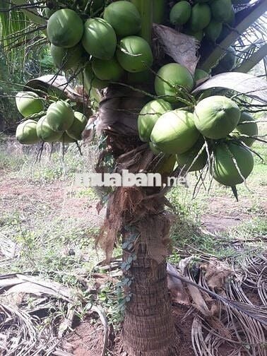 Đất sổ đỏ 4321m2 thôn Liên Sơn 2, xã Phước Vinh (Khánh Hòa)