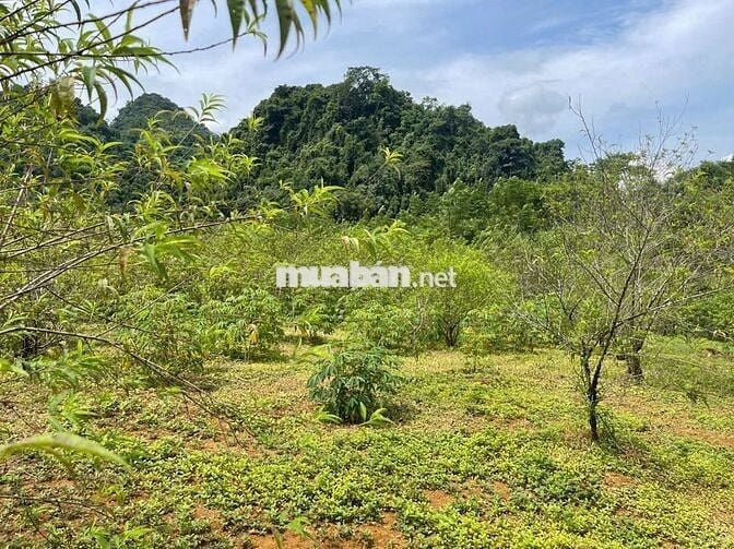 BÁN LÔ ĐẤT VIEW CAO THOÁNG – CÓ SẴN NHÀ SÀN MỚI TẠI KIM BÔI, HÒA BÌNH