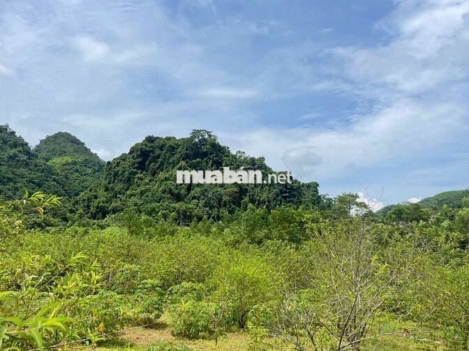 BÁN LÔ ĐẤT VIEW CAO THOÁNG – CÓ SẴN NHÀ SÀN MỚI TẠI KIM BÔI, HÒA BÌNH