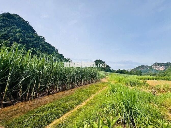 BÁN 1,4HA ĐẤT NGHỈ DƯỠNG CÓ THỔ CƯ TẠI KIM BÔI HOÀ BÌNH SIÊU ĐẸP