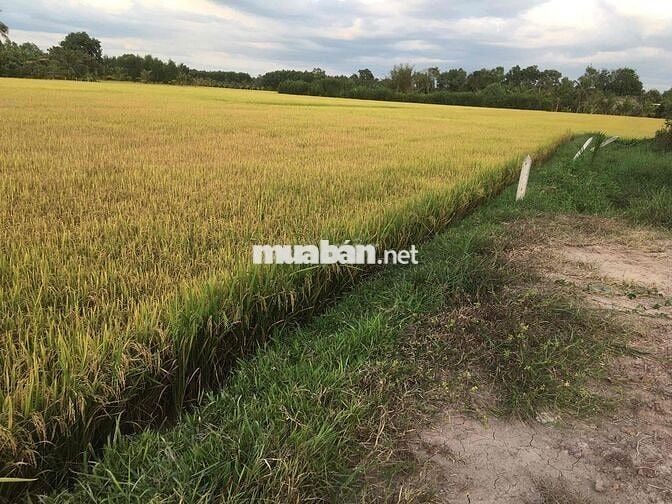 Đất nền 111m2 tại đường ĐT 838, Xã Mỹ Thạnh Bắc, Đức Huệ, Long An, giá