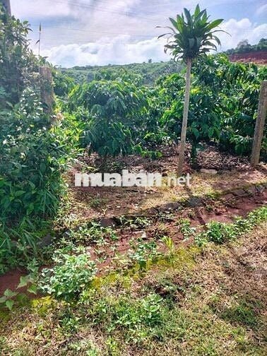 Bán đất mặt tiền đường Quốc lộ 28