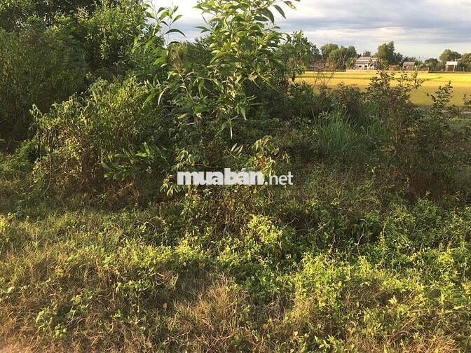 Đất nền 111m2 tại đường ĐT 838, Xã Mỹ Thạnh Bắc, Đức Huệ, Long An, giá