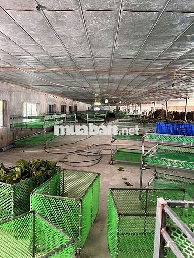 2,9HA BÁM HỒ SÃN TRANG TRẠI LÀM FARM SẠCH SIÊU RẺ TẠI KIM BÔI HOÀ BÌNH