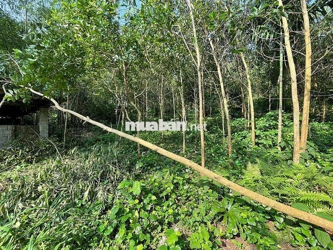 BÁN 2000M BÁM DỰ ÁN SUNGROUP TẠI KIM BÔI HOÀ BÌNH GIÁ ĐẦU TƯ