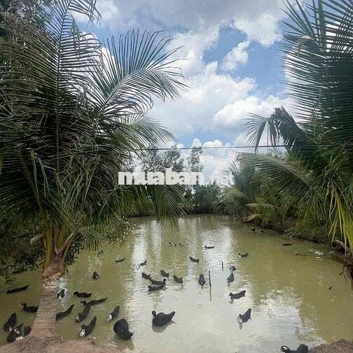 Cần bán đất long an đã lên 200m2 thổ cư có sẵn nhà