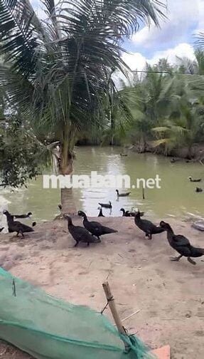 Cần bán đất 1700m2 đã có sẵn 200m2 thổ cư