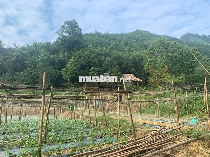 SỞ HỮU NGAY SIÊU PHẨM 7HA NGHỈ DƯỠNG TẠI KIM BÔI HƠN 60KM TỪ HÀ NỘI!